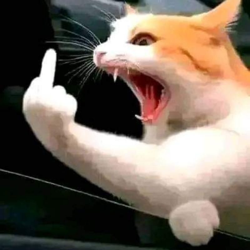 Ảnh meme tức giận mèo hài hước