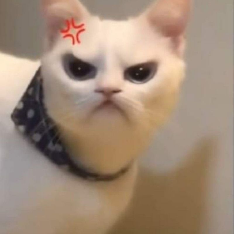 Ảnh meme tức giận mèo