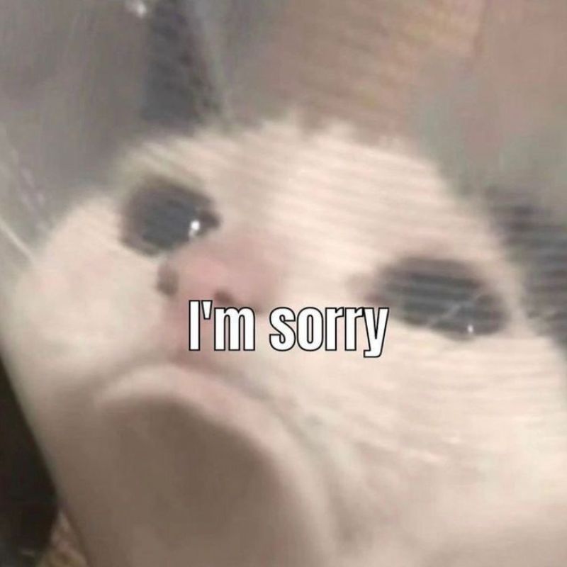 Bé mèo buồn bã xin lỗi meme