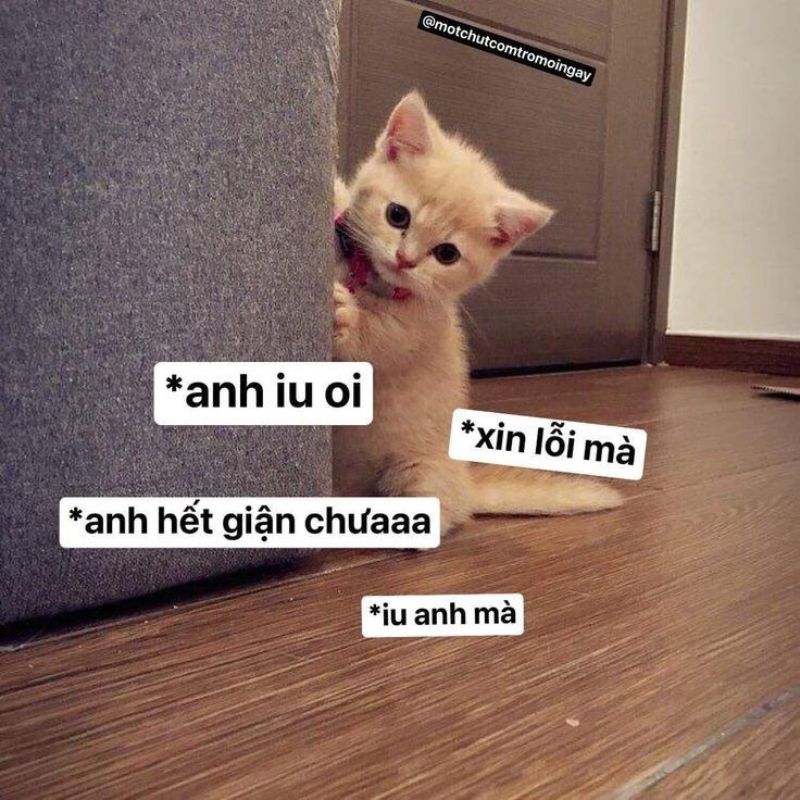 Lời xin lỗi đáng yêu meme