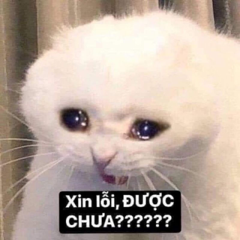 Xin lỗi nhưng vẫn giận dỗi meme