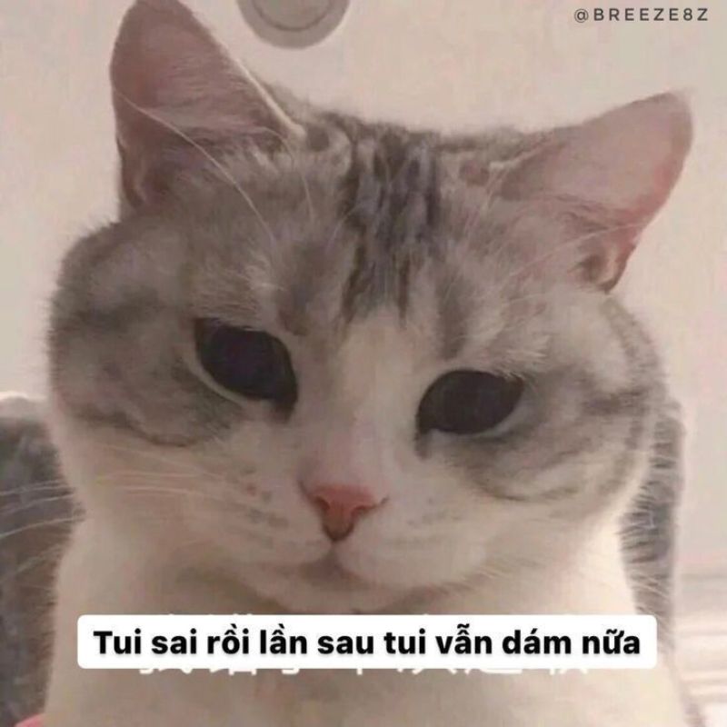 Meme xin lỗi hài hước