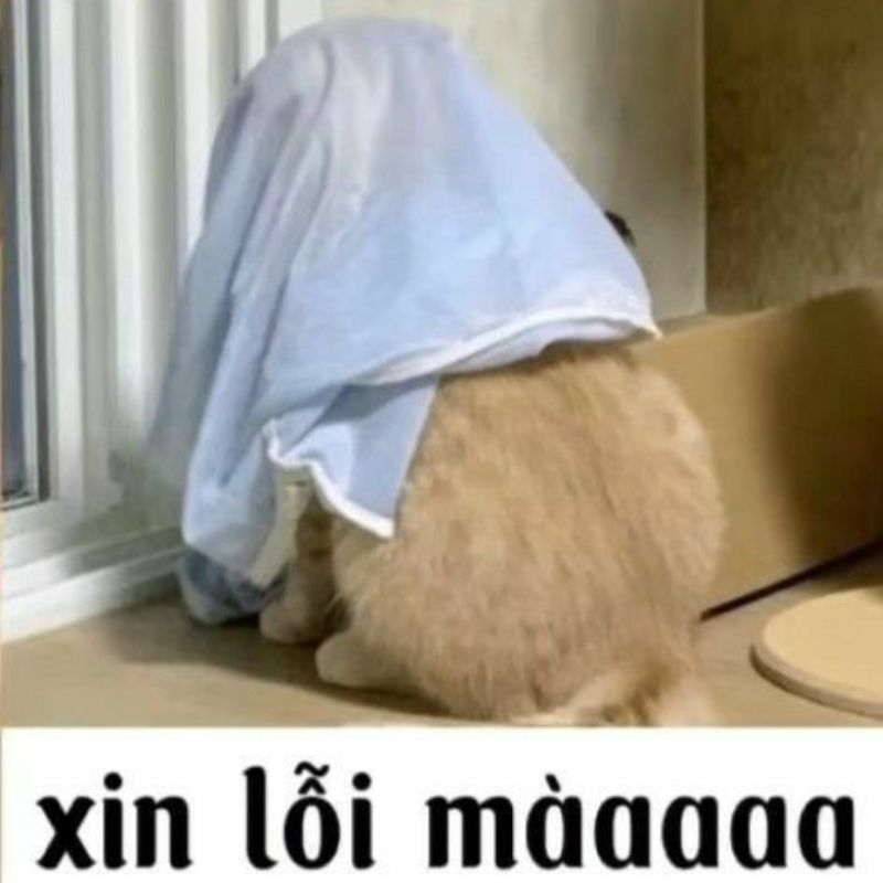 Meme xin lỗi hờn dỗi