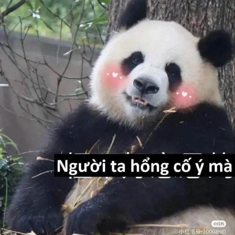 Ảnh meme gấu trúc xin lỗi