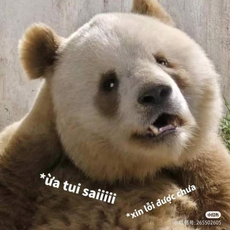 Ảnh xin lỗi meme hài hước