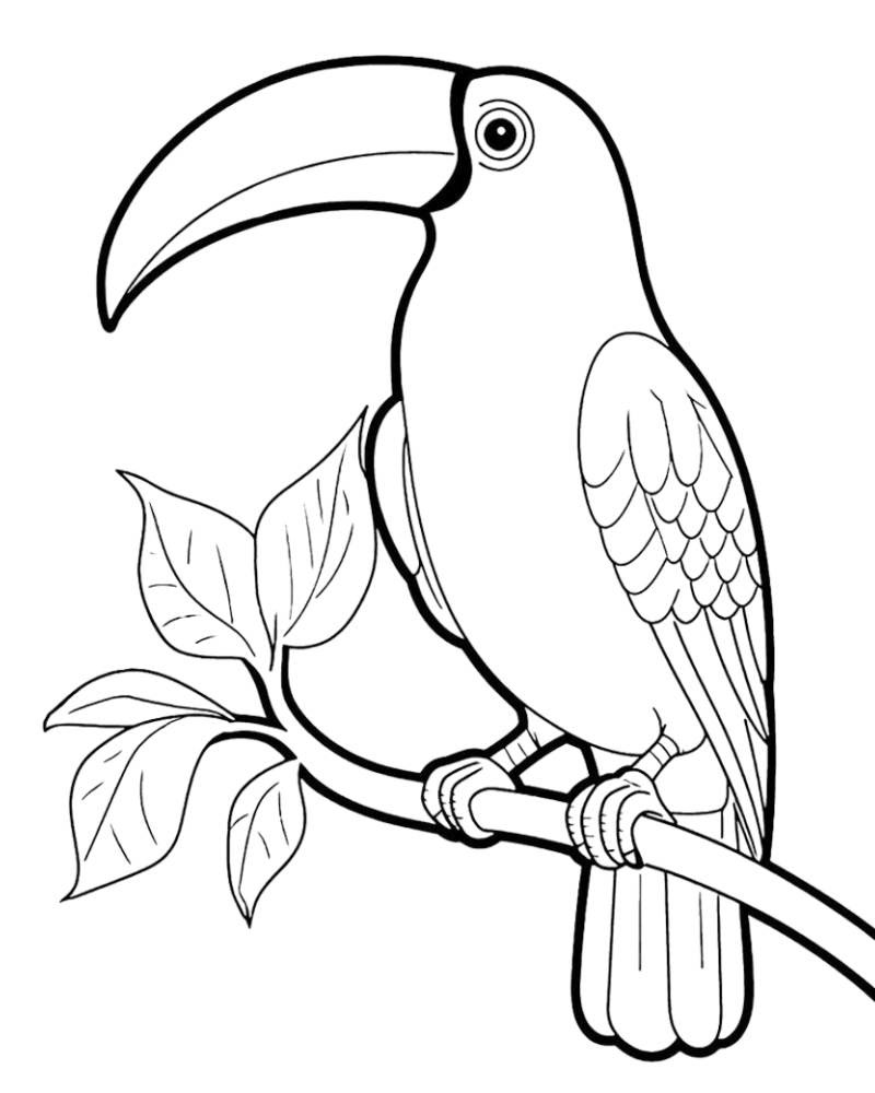 Tranh tô màu con vẹt toucan sặc sỡ