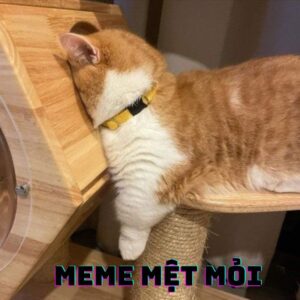 Meme mệt mỏi
