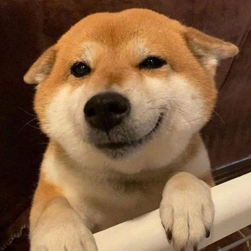Ảnh meme chó cười khinh bỉ