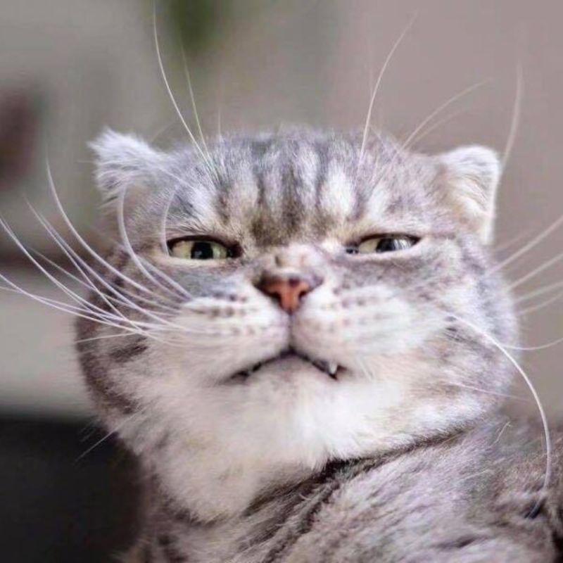 Hình meme khinh bỉ của con mèo