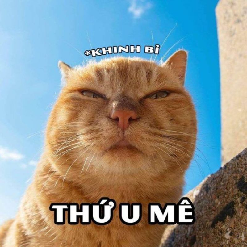 Ảnh meme mặt khinh bỉ