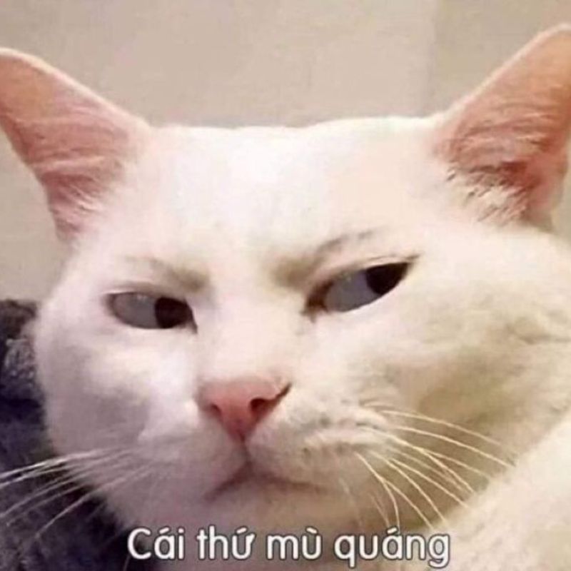 Ảnh meme mèo nhìn khinh bỉ