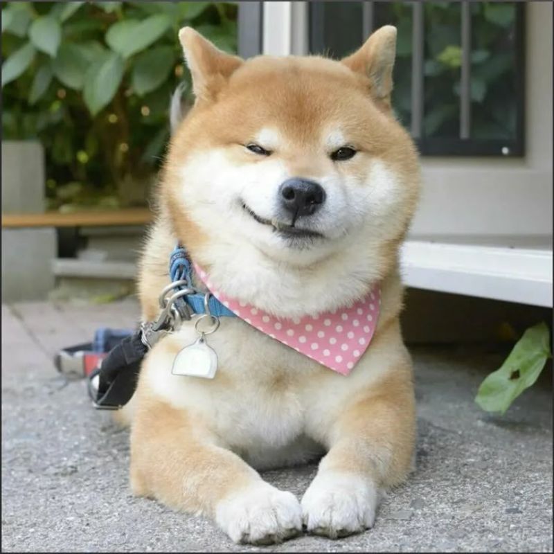 Khinh bỉ meme của con chó